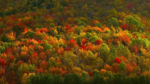 NYFallFoliage_ROW12087745451_1366x768.jpg